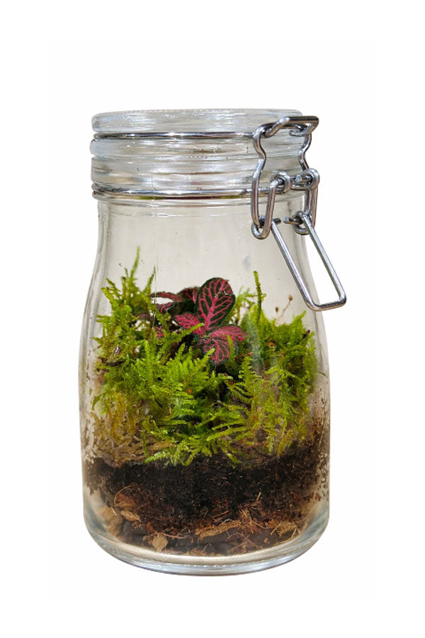 Mini Forest Terrarium