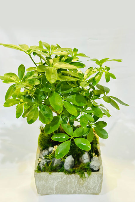 Mini money tree with Concrete  Pot - Plant Dish