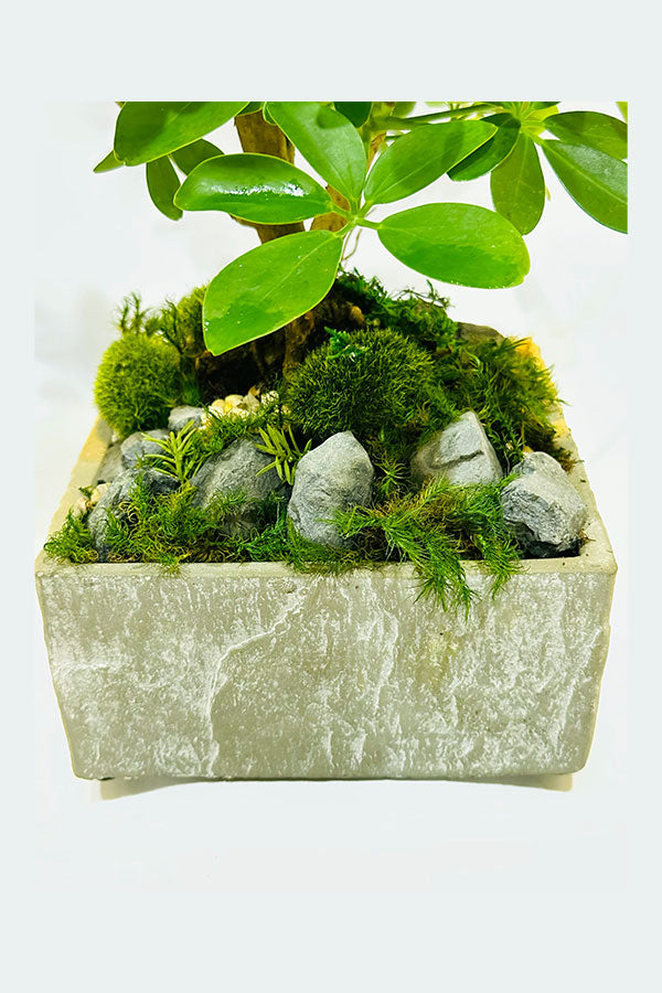 Mini money tree with Concrete  Pot - Plant Dish