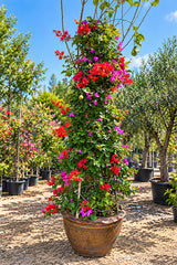 Mix Bougainvillea - Cone shape - Flowering Plant