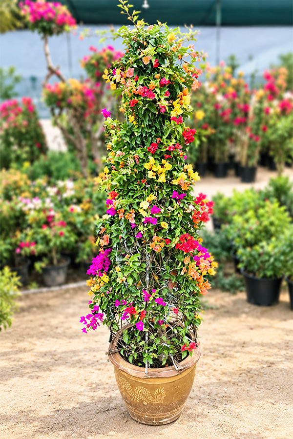 Mix Bougainvillea - Cone shape - Flowering Plant