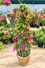 Mix Bougainvillea - Cone shape - Flowering Plant