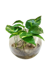 Money Plant In Glass Bowl