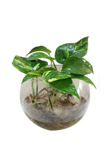 Money Plant In Glass Bowl