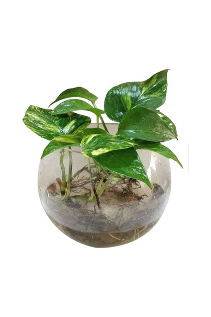 Money Plant In Glass Bowl Indoor Climbing Plant