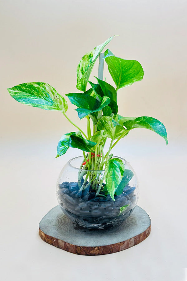 Golden Pothos water plant in glass bowl on wooden slice, indoor plant Dubai
