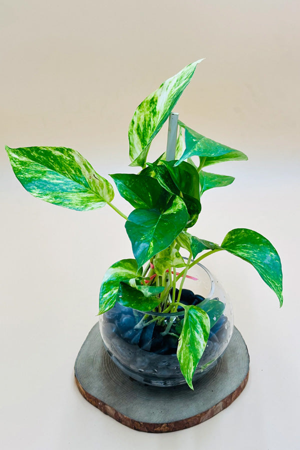 Money Plant  - Epipremnum Aureum - Water Plant