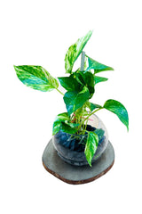 Money Plant  - Water Plant