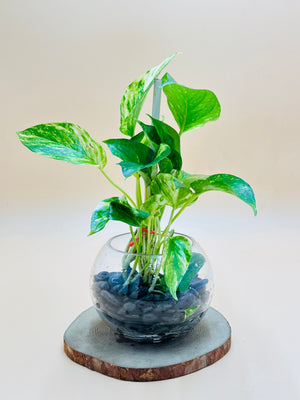 Money Plant  - Epipremnum Aureum - Water Plant - Plantsworld.ae