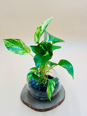 Money Plant  - Epipremnum Aureum - Water Plant - Plantsworld.ae