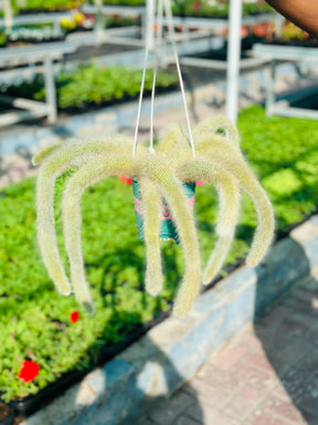 Monkey Tail Cactus Hanging – Fuzzy trailing cactus plant in a decorative hanging pot