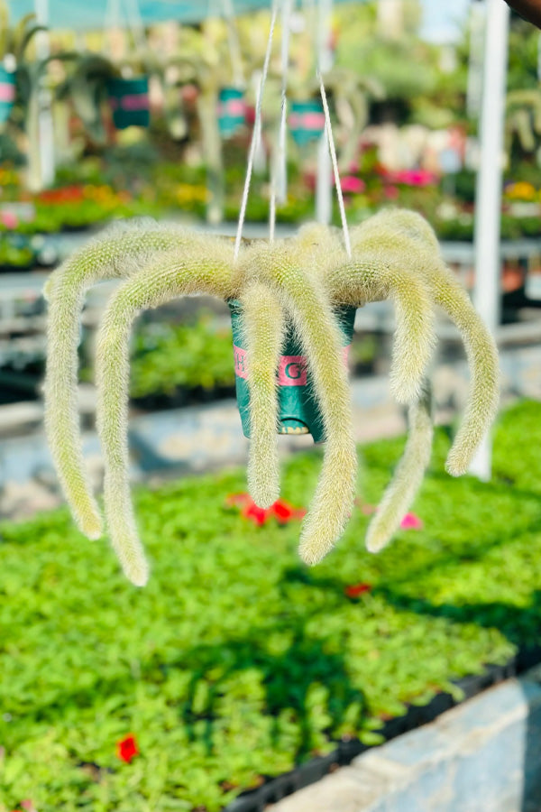 Monkey Tail Cactus Hanging  - Cactus Plant