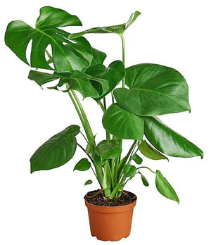 Monstera - Monstera Deliciosa