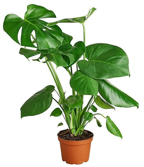 Monstera - Monstera Deliciosa
