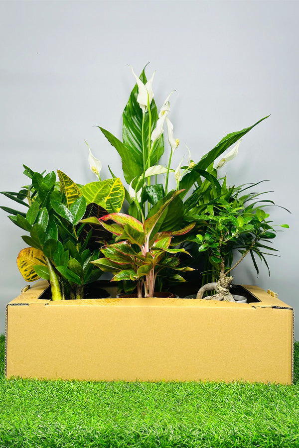 Plant box with peace lily, aglaonema and foliage plants