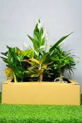 Plant box with peace lily, aglaonema and foliage plants