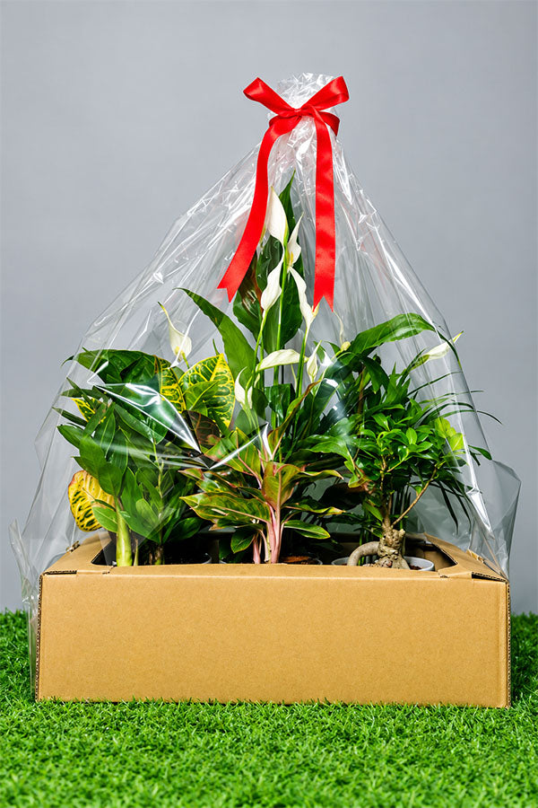 Monthly Plant Box
