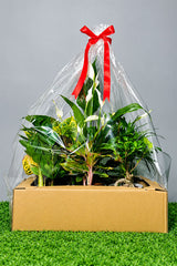 Monthly Plant Box