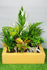 Monthly Plant Box