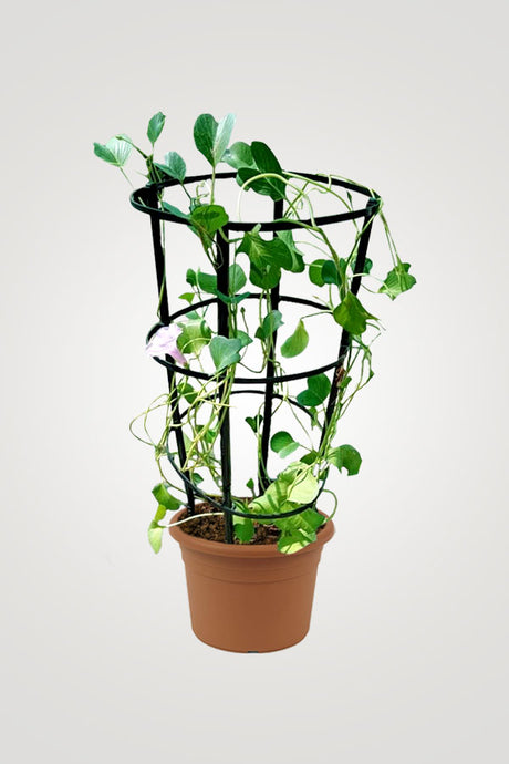 Creeping Flowering Plants