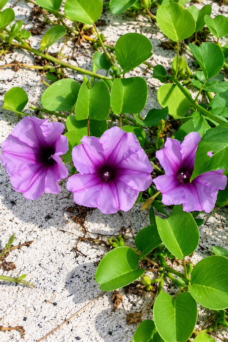 Close-up of violet Morning Glory flowers and heart-shaped leaves, outdoor climber UAE