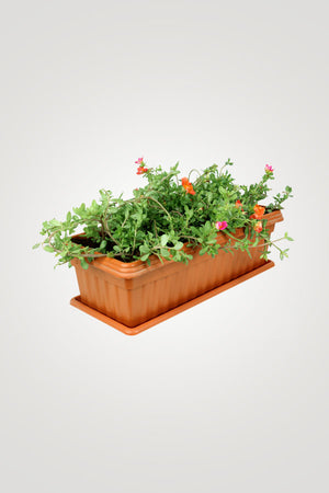 Flowering Plant Collection - Mixed Species - Plantsworld.ae
