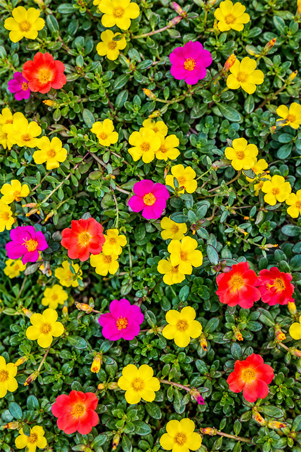 Moss Rose Portulaca grandiflora carpet of yellow, pink and red flowers