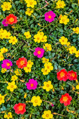 Moss Rose Portulaca grandiflora carpet of yellow, pink and red flowers