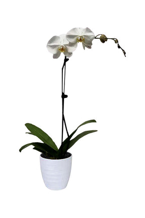 Single Stem Moth Orchid (Phalaenopsis) in bloom – Elegant indoor flowering plant


