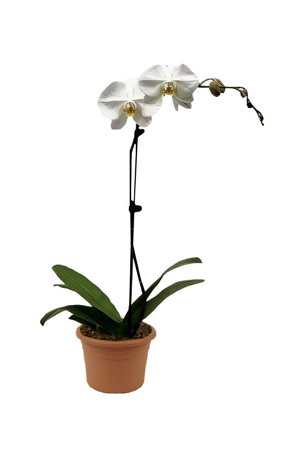 Moth Orchids - Orchid  (Single Stem)