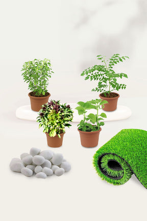 Herbal Plant Combo featuring fresh culinary and medicinal herbs in a decorative grow kit for home gardens