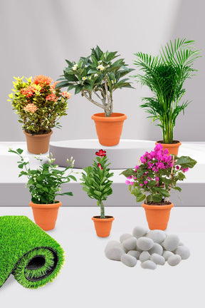 Charming Flowering Plants collection featuring vibrant and colorful blooms for gardens and homes