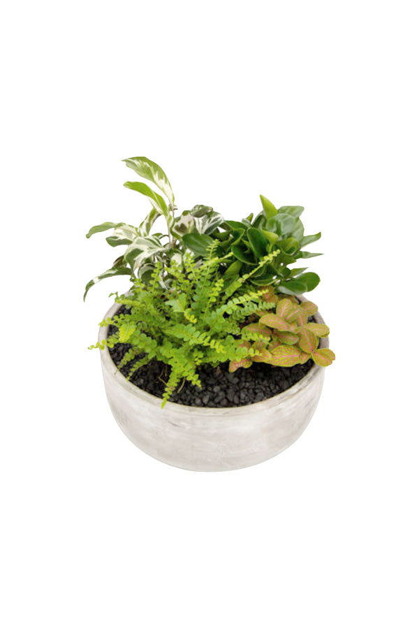 Nature's Nook Creations - Plant Dish