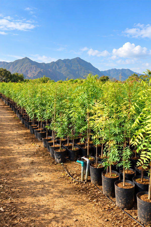 Neem - Azadirachta Indica