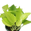 Neon Pothos-Air Purifying Indoor Plant - Plantsworld.ae - {{ varient.name }}