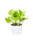 Neon Pothos - Air Purifying Indoor Plant Exchange