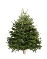 Nordmann Fir Holland Indoor Tall Plant Rental ( 7 ft )