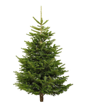 Nordmann Fir Holland Indoor Tall Plant Rental (9-10 ft) – Festive Indoor Tree in Dubai Interior


