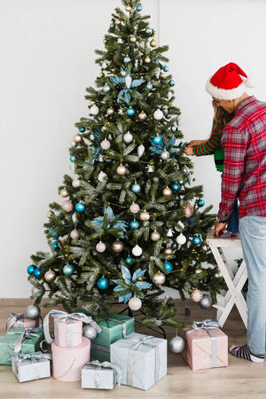 Nordmann Fir – Festive Edition