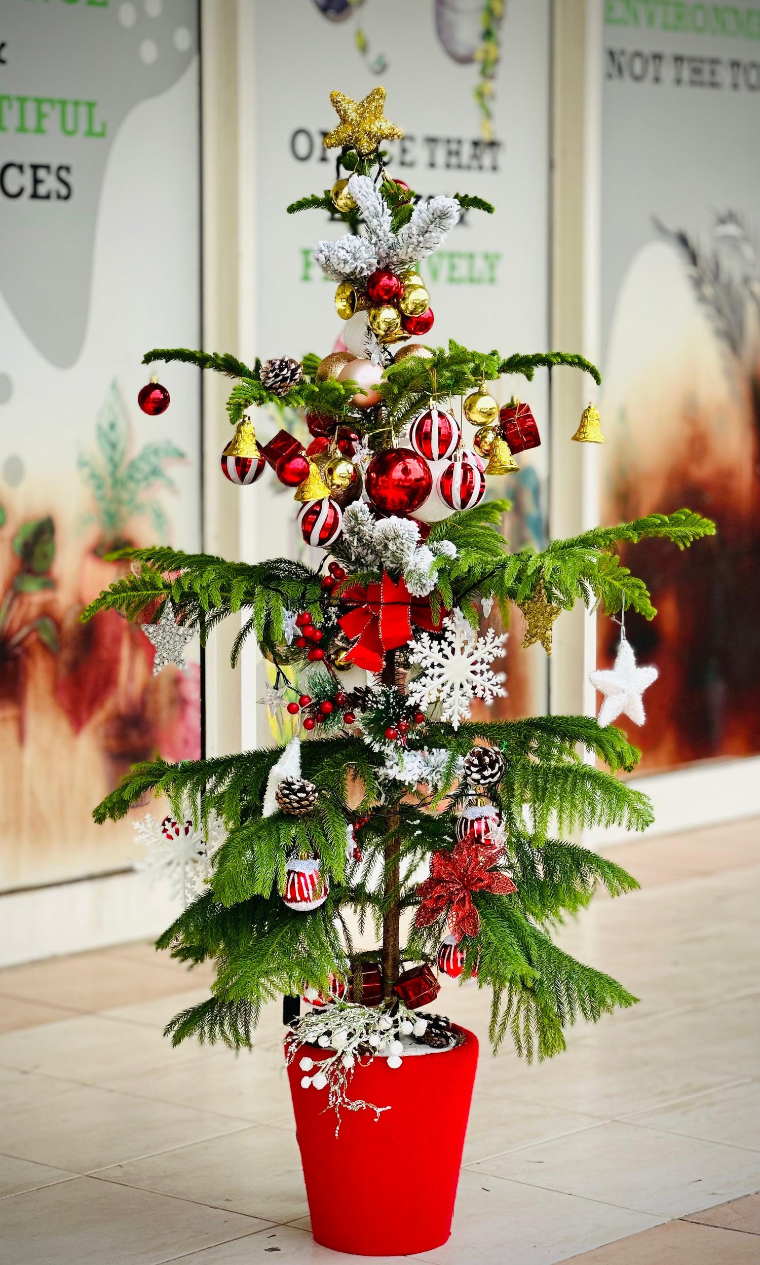 Decorated Norfolk Island Pine – mini live Christmas tree with ornaments in UAE