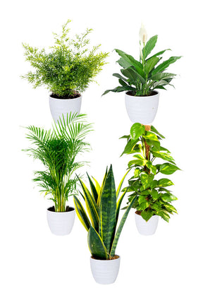 Office Plant Combo set with 5 indoor plants including Snake Plant, Peace Lily, Areca Palm, Money Plant, and Asparagus Fern
