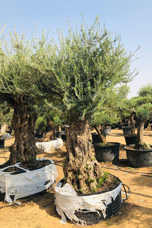 Olea Europa Tarrina