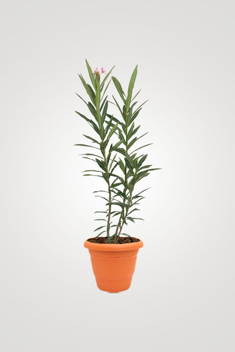 Balcony In Bloom – Beautiful Balcony Plants for Your Outdoor Oasis