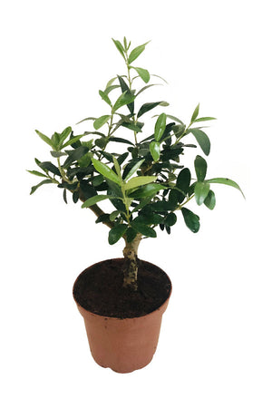 Dwarf Olive - Olea Europaea - Plantsworld.ae