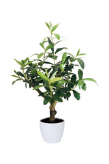 Olive Dwarf Indoor – Oliven-/Zaith-Pflanze – Zimmerpflanze