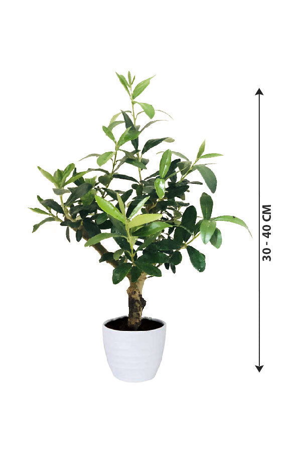 Olive Dwarf Indoor - Olive / Zaith Plant-Indoor Plant
