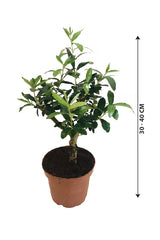 Olive Dwarf Indoor - Olive / Zaith Plant-Indoor Plant