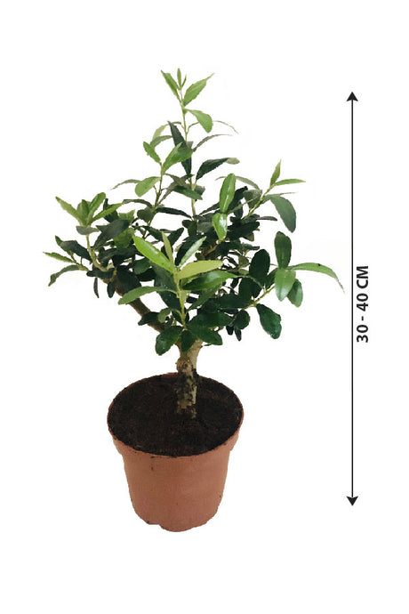Olive Dwarf Indoor – Oliven-/Zaith-Pflanze – Zimmerpflanze