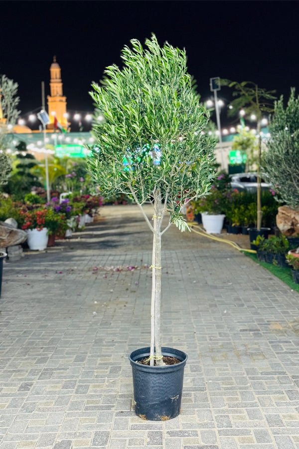 Olive Tree - Olea Europaea