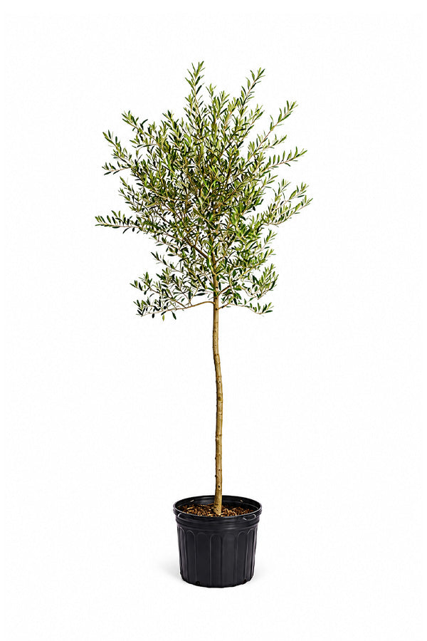 Olive Plant - Olea Europaea